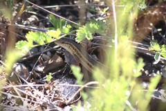 Ophisops elegans centralanatoliae