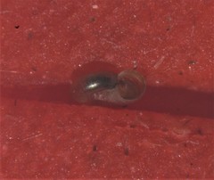 Skeneopsis planorbis