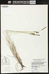 Carex parryana