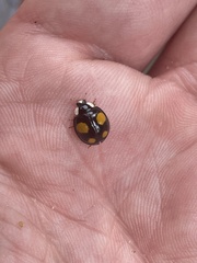 Harmonia axyridis