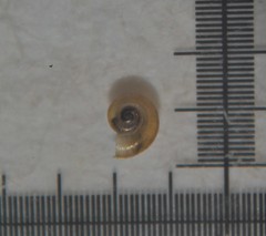 Skeneopsis planorbis