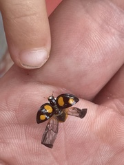 Harmonia axyridis