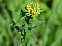 Erysimum hieraciifolium