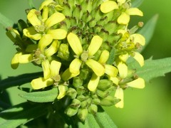 Erysimum hieraciifolium