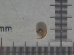 Skeneopsis planorbis