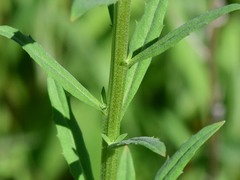 Erysimum hieraciifolium