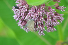 Satyrium caryaevorus