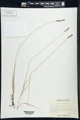 Carex parryana