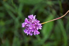 Armeria rothmaleri
