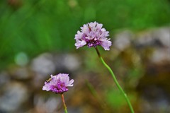 Armeria rothmaleri