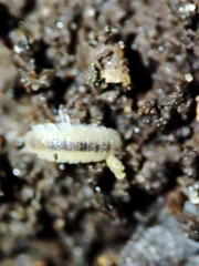 Miktoniscus bisetosus