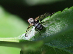 Otites formosa