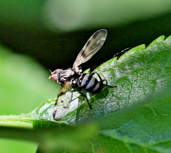 Otites formosa