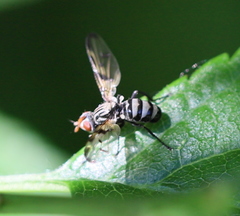 Otites formosa