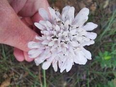 Scabiosa triandra