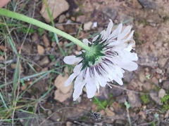 Scabiosa triandra