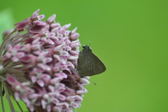 Satyrium caryaevorus