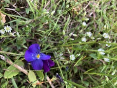Viola tricolor tricolor