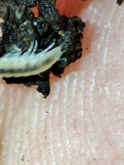 Miktoniscus bisetosus