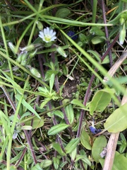 Viola tricolor tricolor