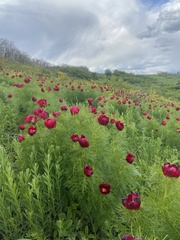 Paeonia tenuifolia