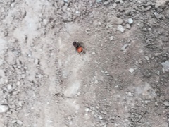 Pseudomethoca brazoria