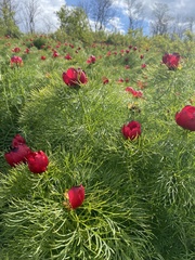 Paeonia tenuifolia