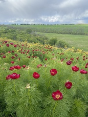 Paeonia tenuifolia