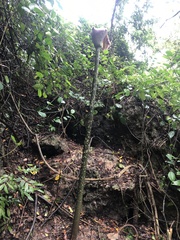 Amorphophallus hirtus