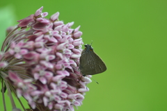 Satyrium caryaevorus