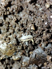 Miktoniscus bisetosus