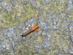 Oberea fuscipennis