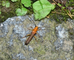 Oberea fuscipennis
