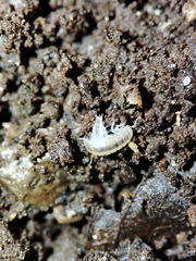 Miktoniscus bisetosus