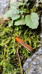 Oberea fuscipennis