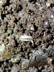 Miktoniscus bisetosus