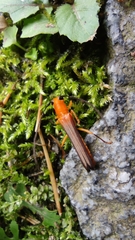 Oberea fuscipennis