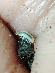 Miktoniscus bisetosus