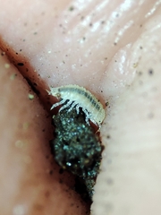 Miktoniscus bisetosus