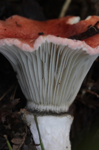 Gomphidius roseus image