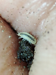 Miktoniscus bisetosus