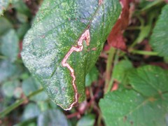 Stigmella aurella