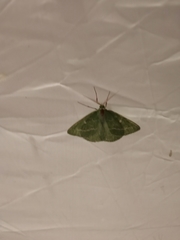 Thetidia smaragdaria