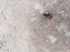 Pseudomethoca brazoria