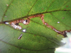 Stigmella aurella