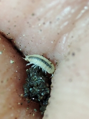 Miktoniscus bisetosus