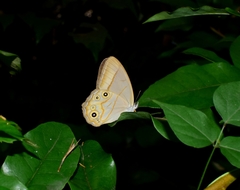 Lethe syrcis