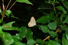 Lethe syrcis