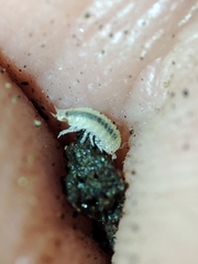 Miktoniscus bisetosus