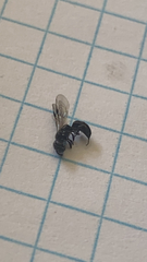 Passaloecus corniger
